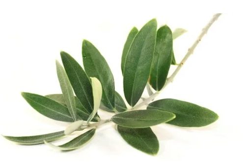 Olivenblattextrakt
