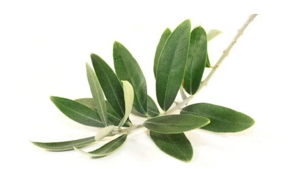 Olivenblattextrakt